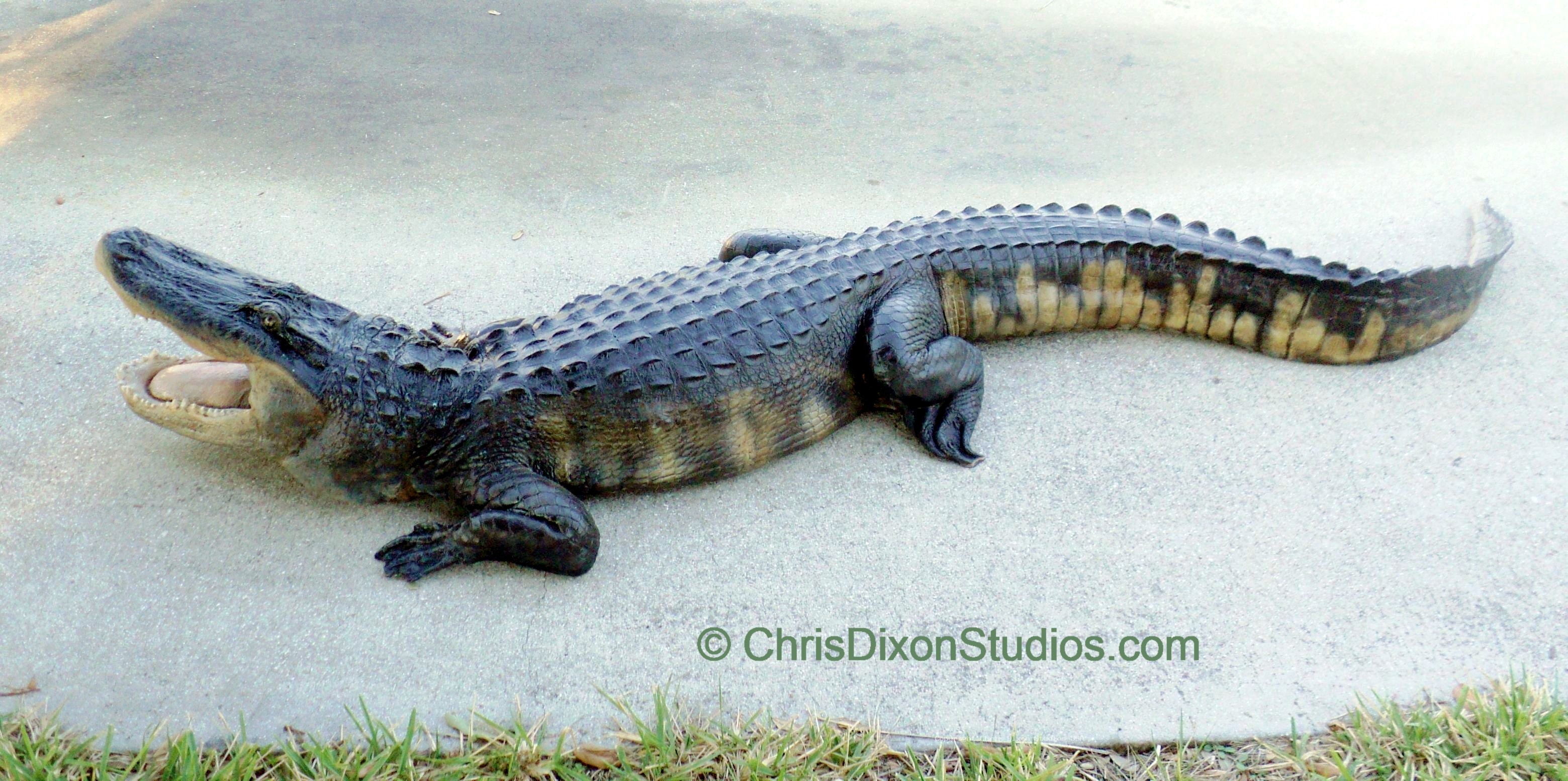 Alligator Openmouth 8ft 86