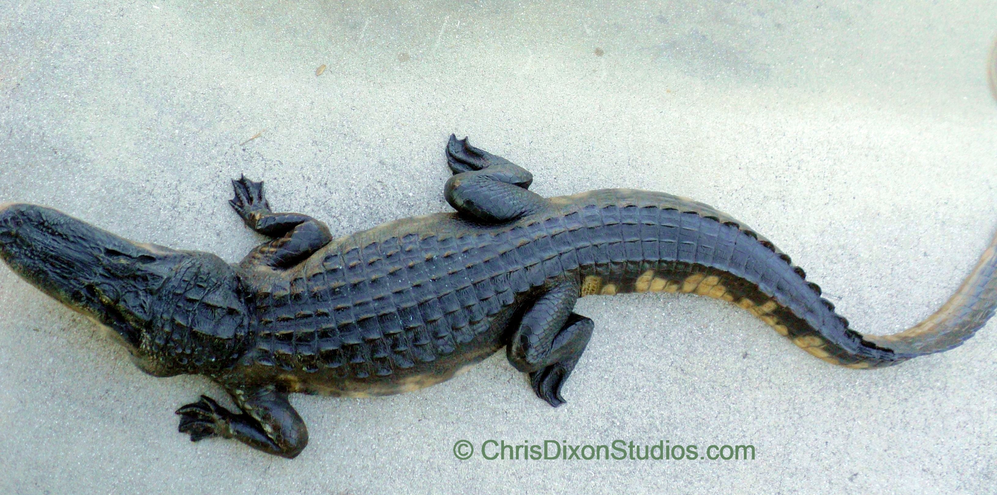 Alligator Openmouth 8ft 87