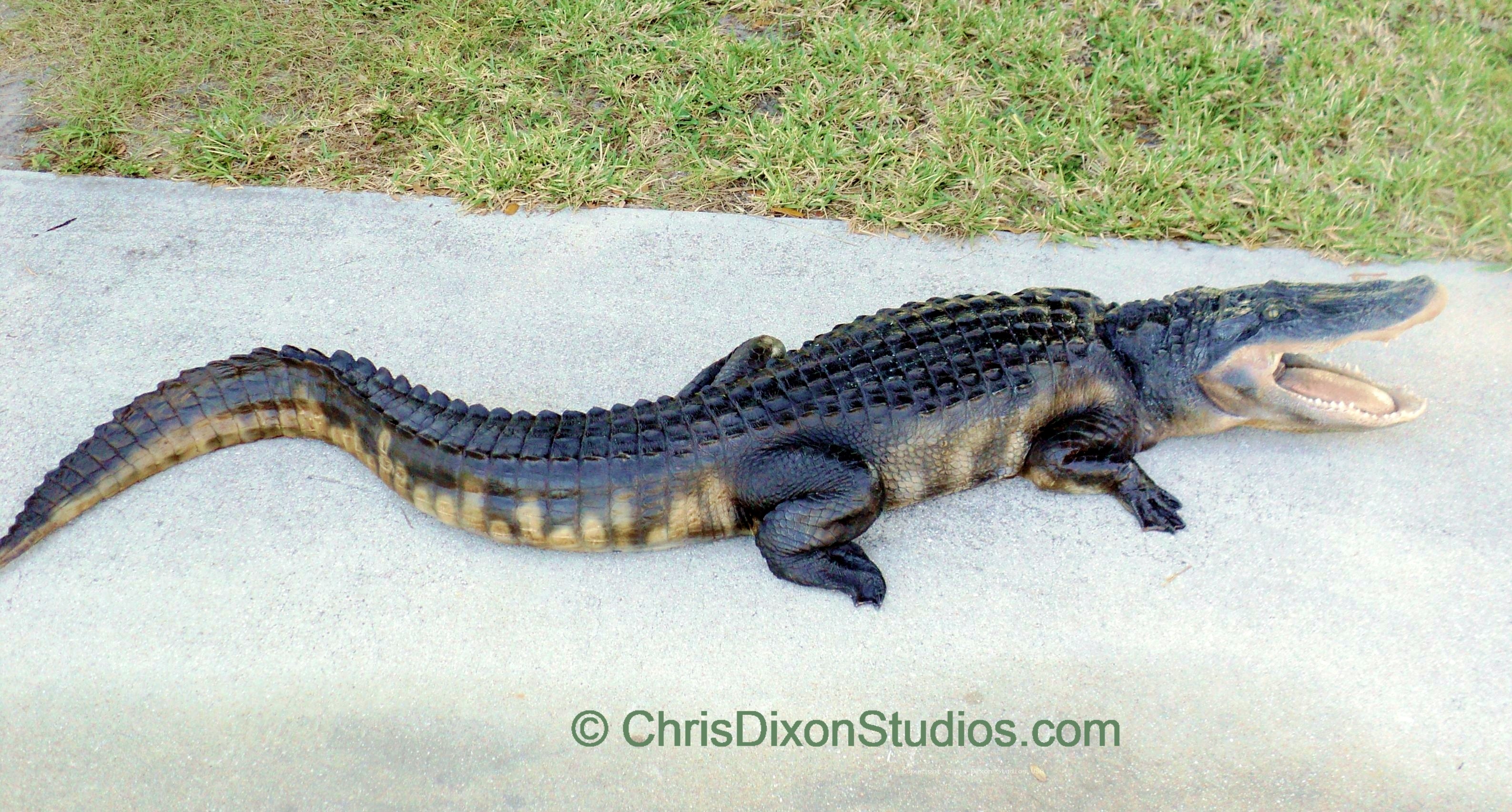 Alligator Openmouth 8ft 88