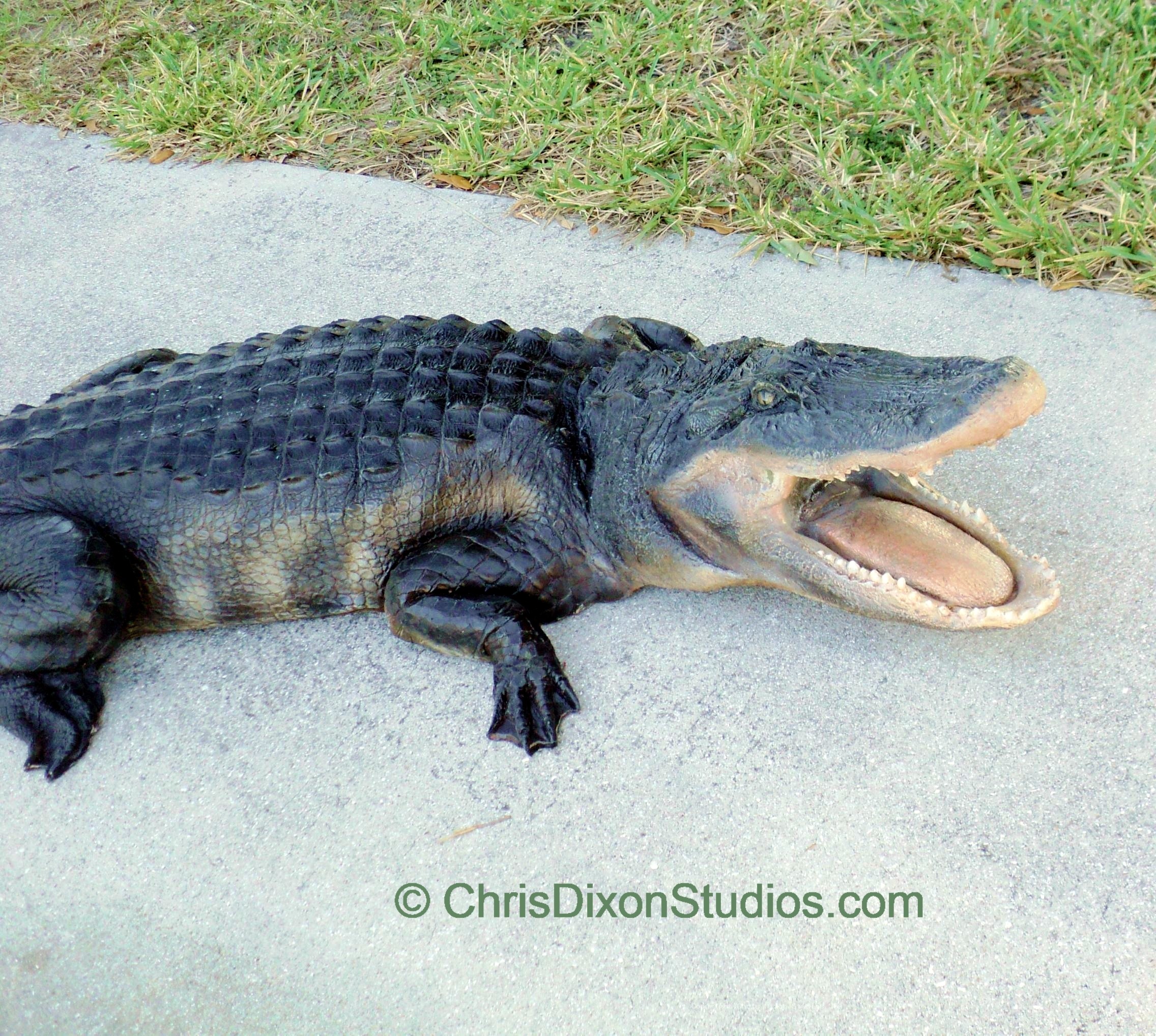 Alligator Openmouth 8ft 89