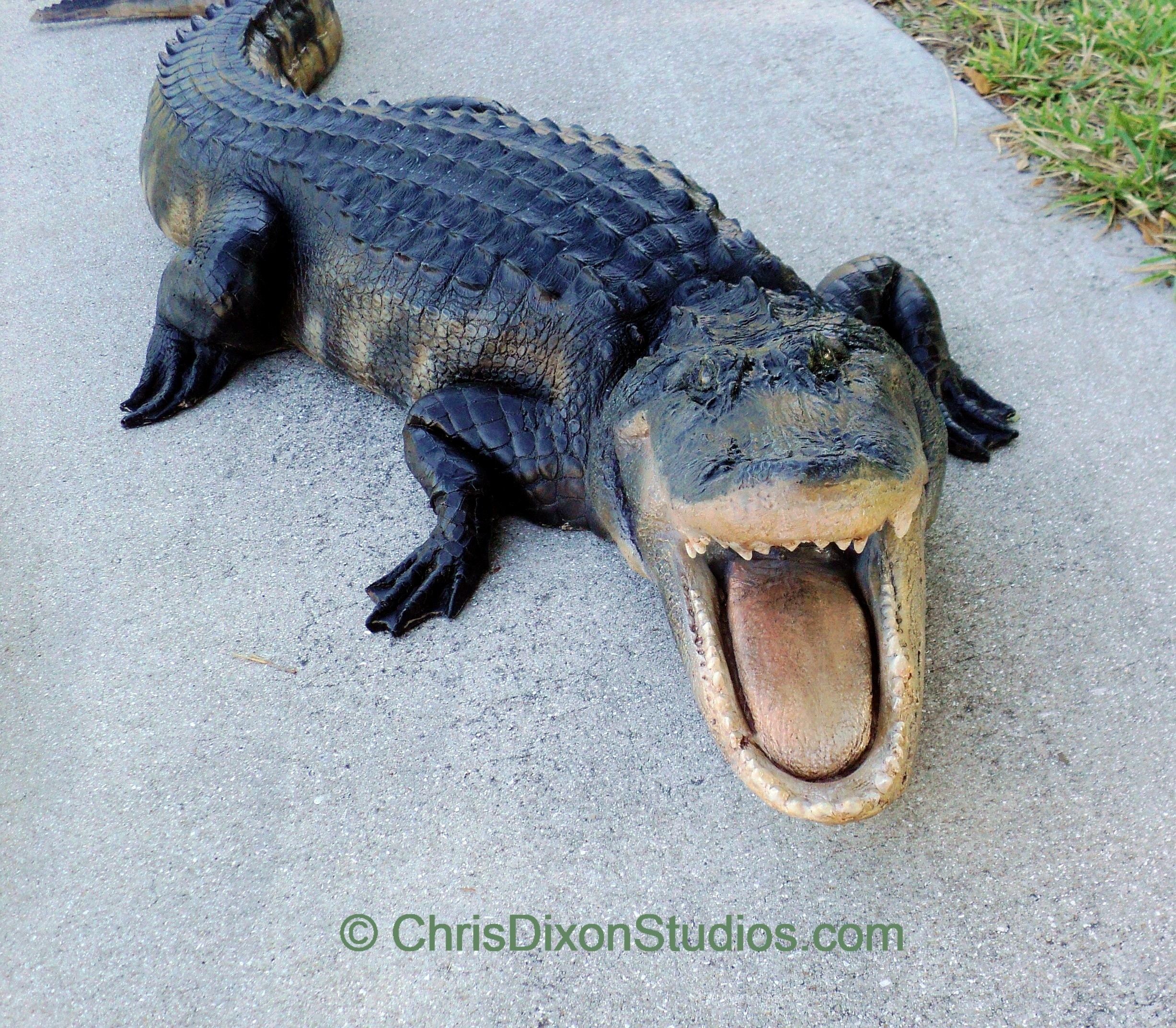 Alligator Openmouth 8ft 90