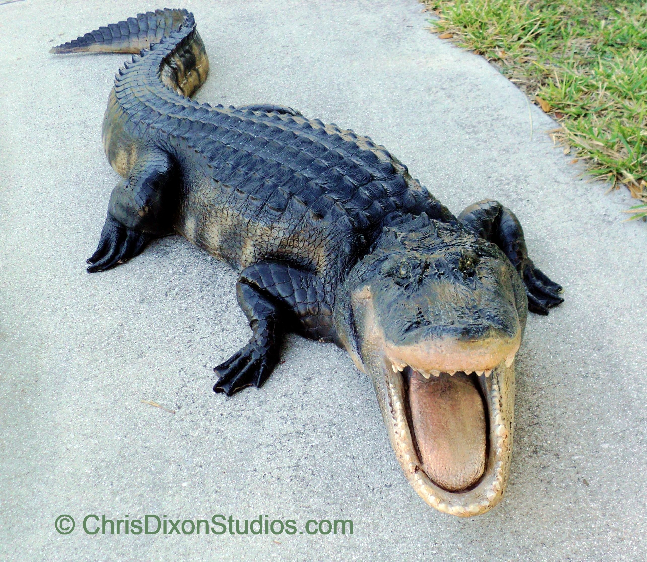 Alligator Openmouth 8ft 91