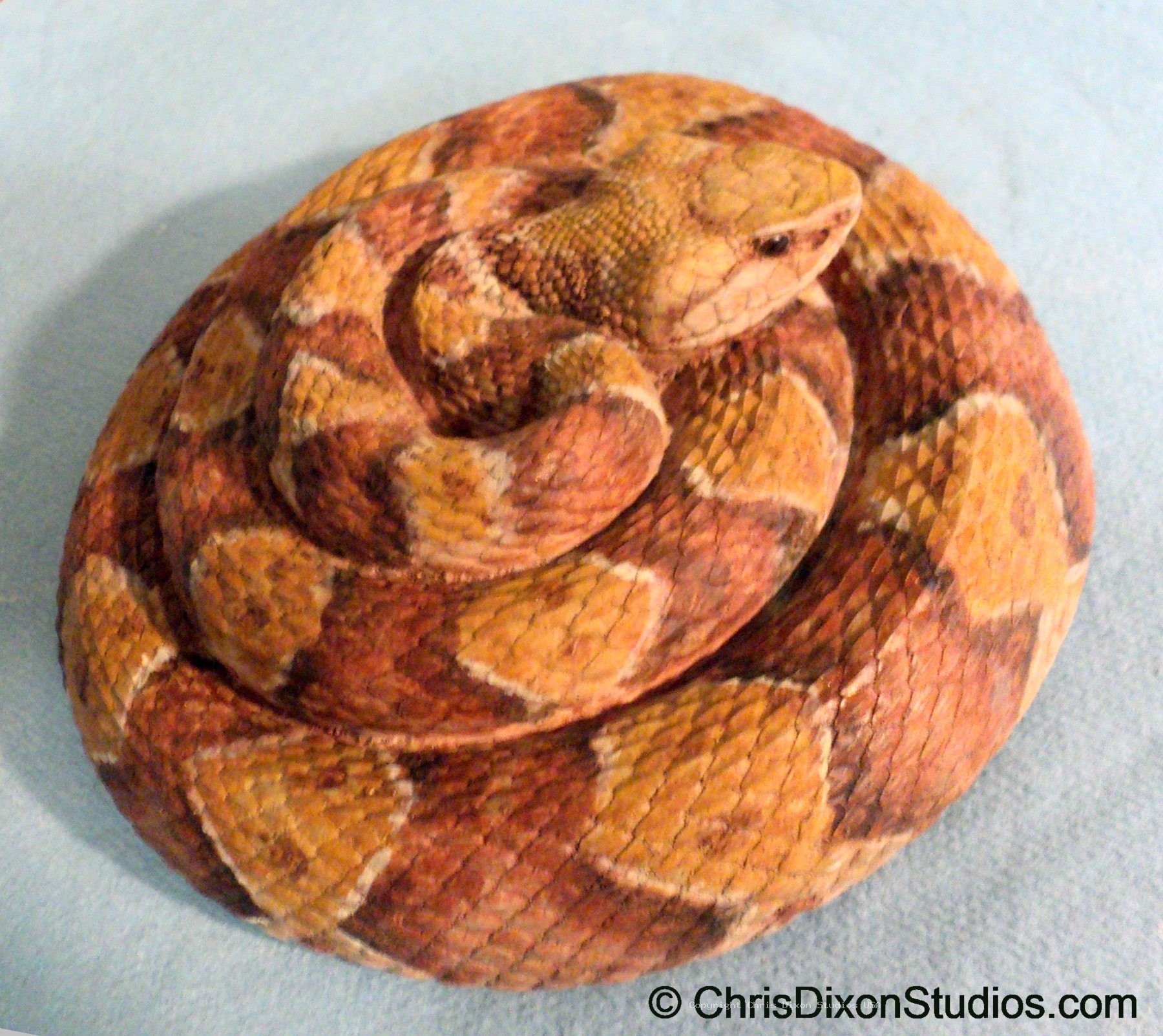 Copperhead