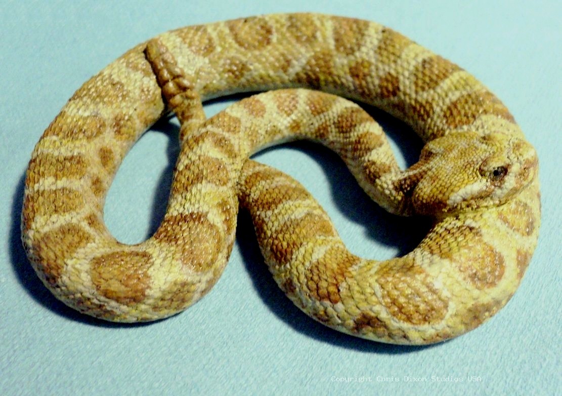Prairie Rattlesnake 80