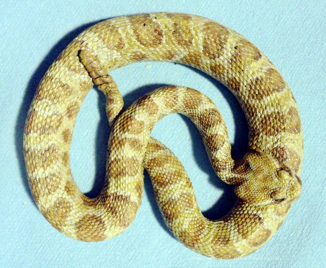 Rattlesnake Prairie 81