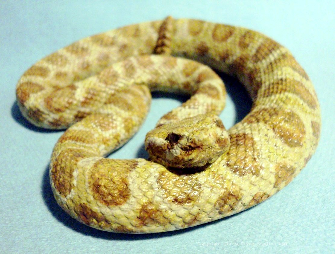 Rattlesnake Prairie 82