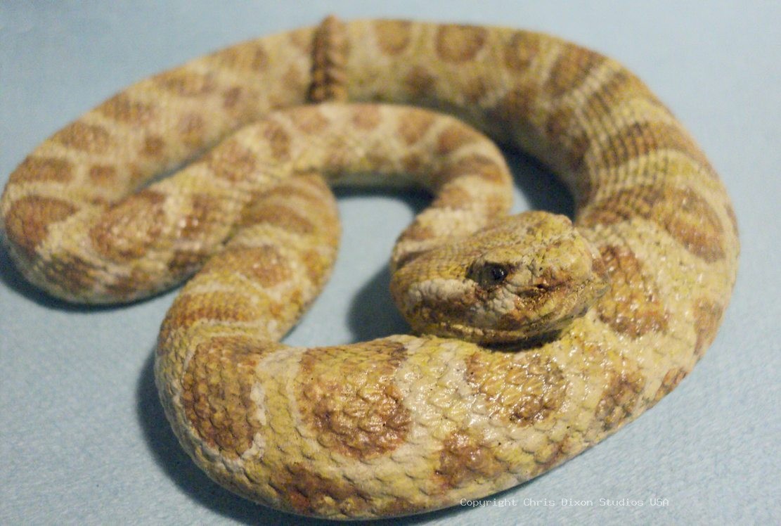 Rattlesnake Prairie 84