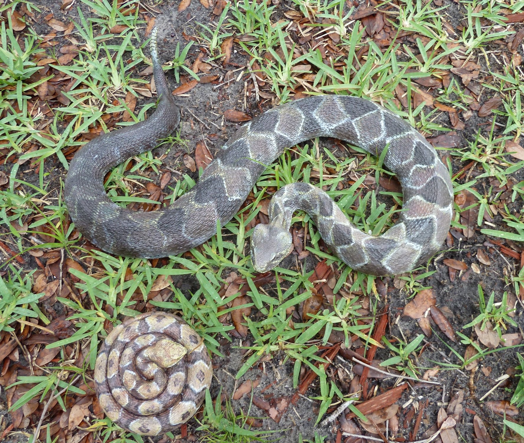 Timber Rattlesnake 640