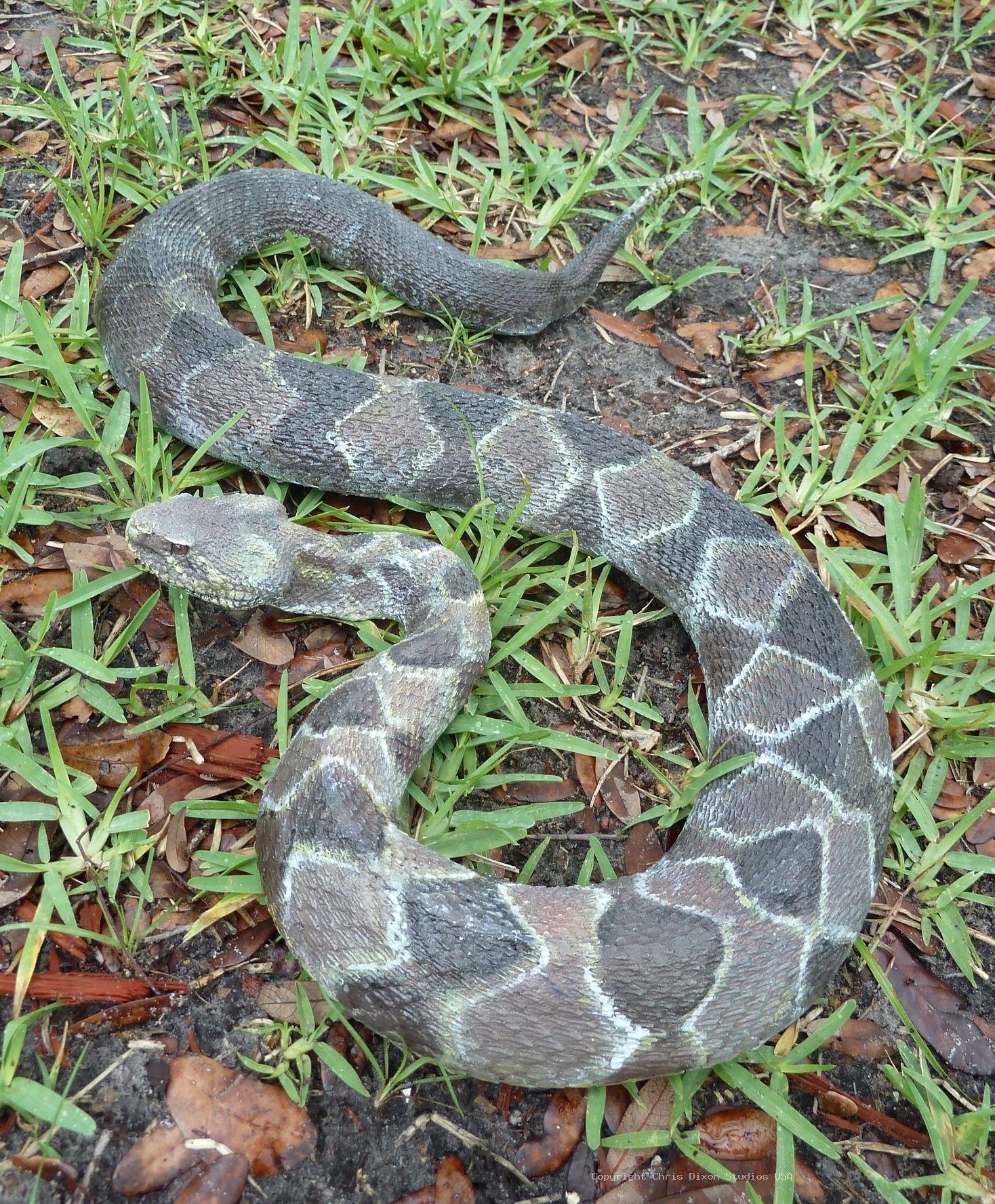 Timber Rattlesnake 641
