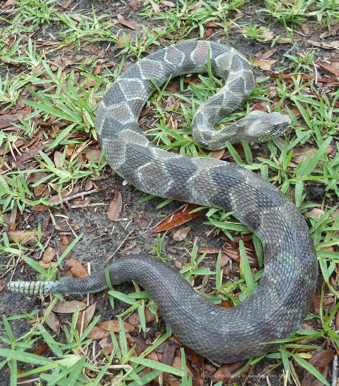 Timber Rattlesnake 643