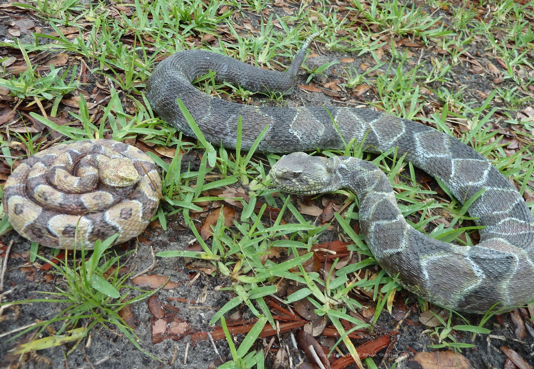 Timber Rattlesnake 646