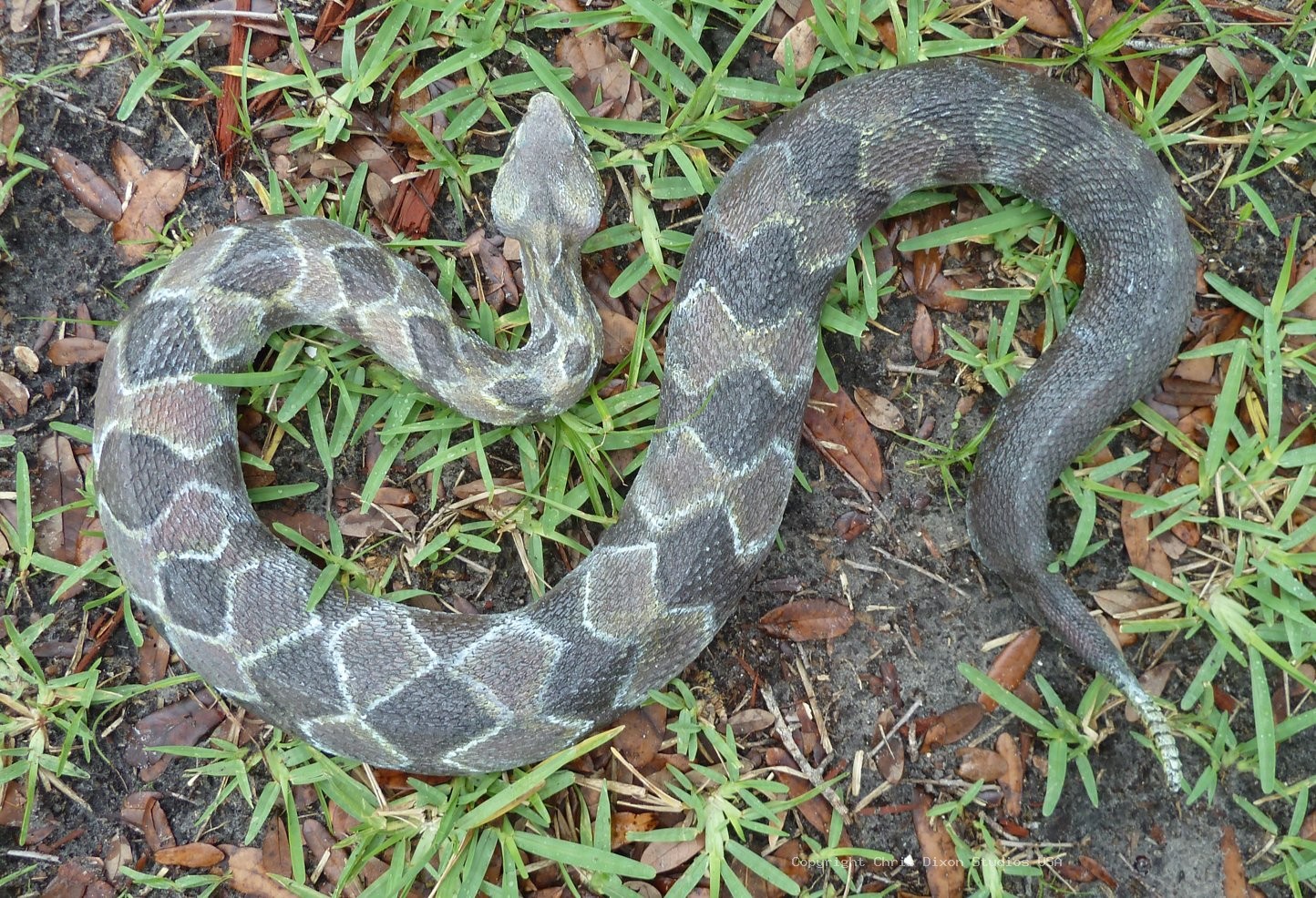 Timber Rattlesnake 647