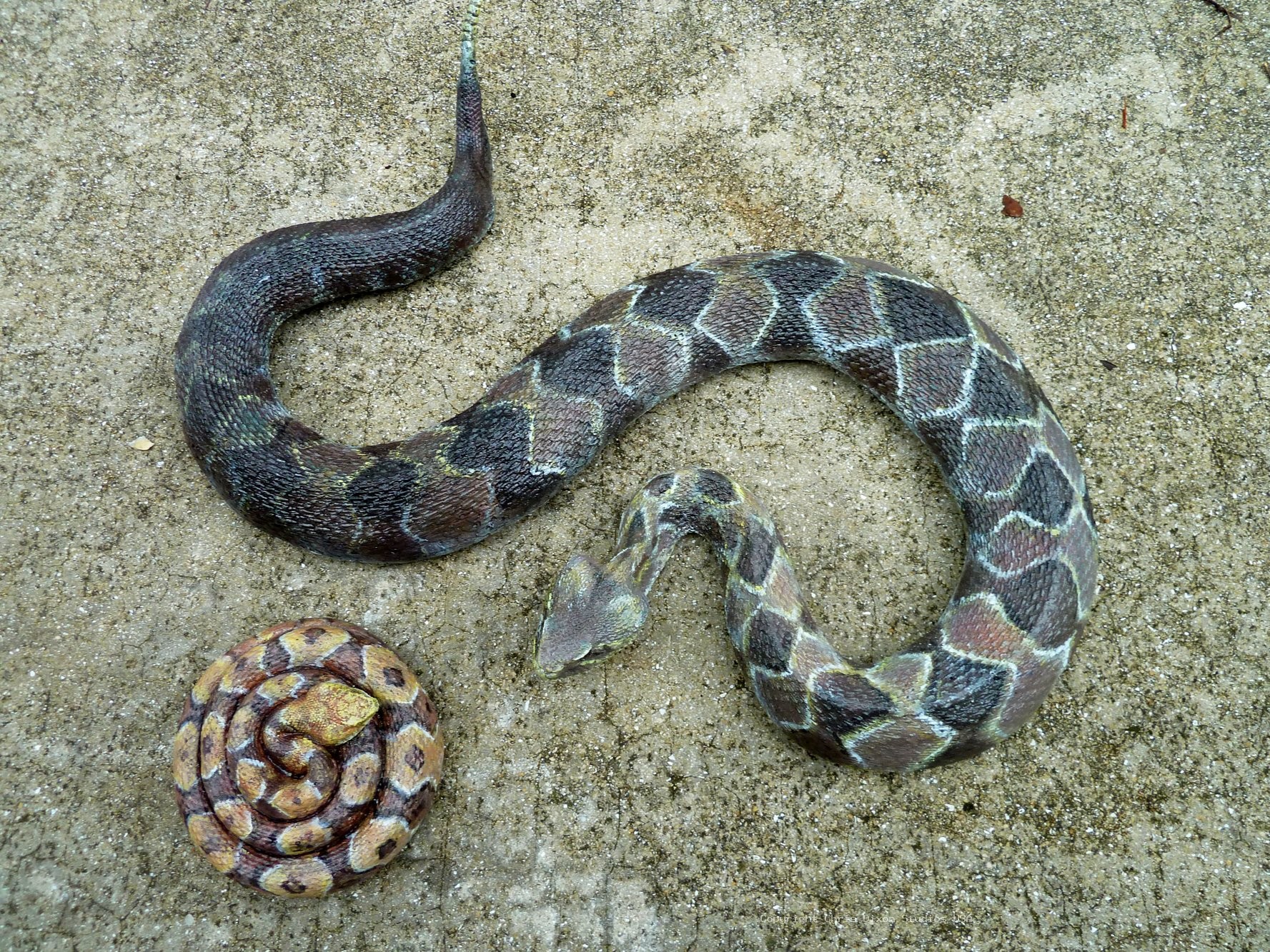 Timber Rattlesnake 657