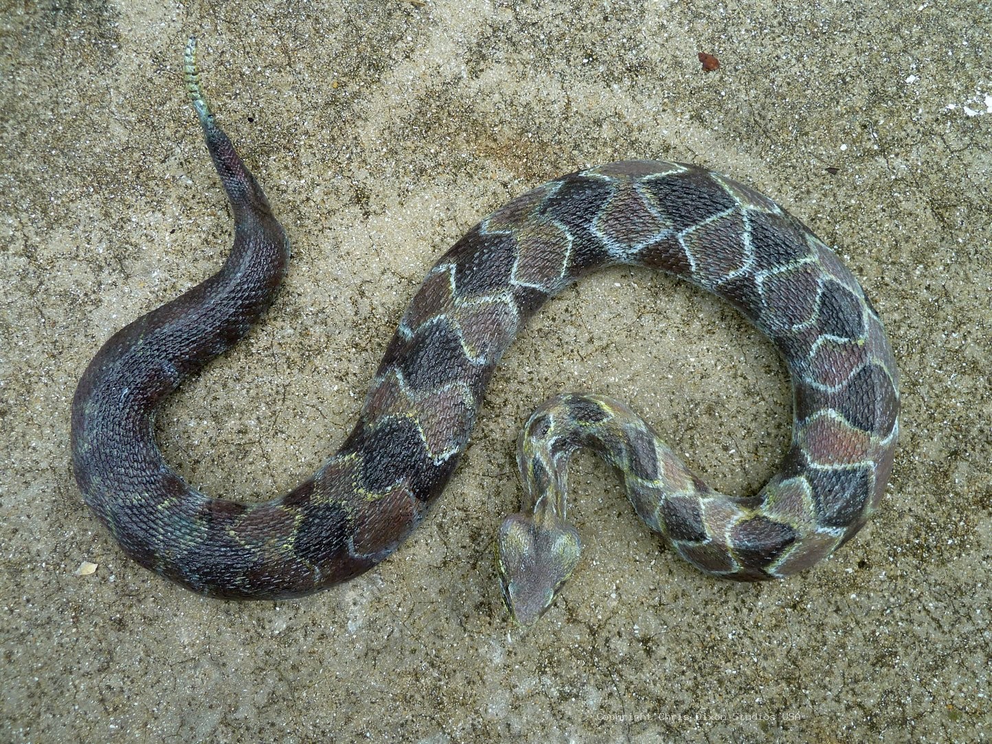 Timber Rattlesnake 659