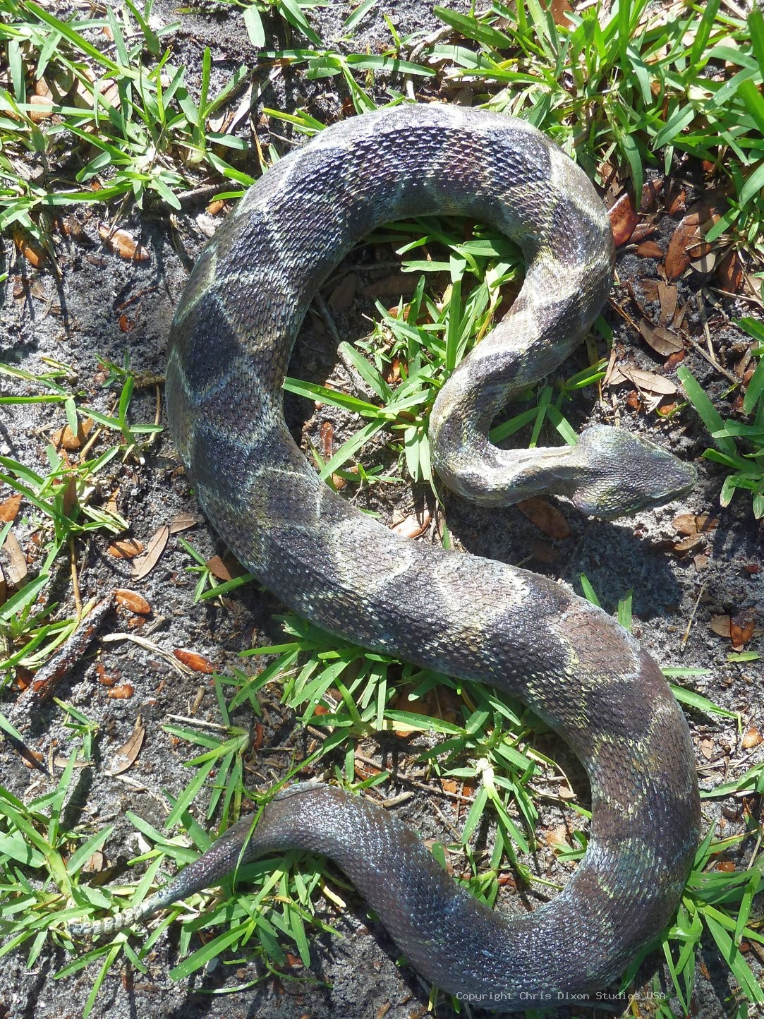 Timber Rattlesnake 756