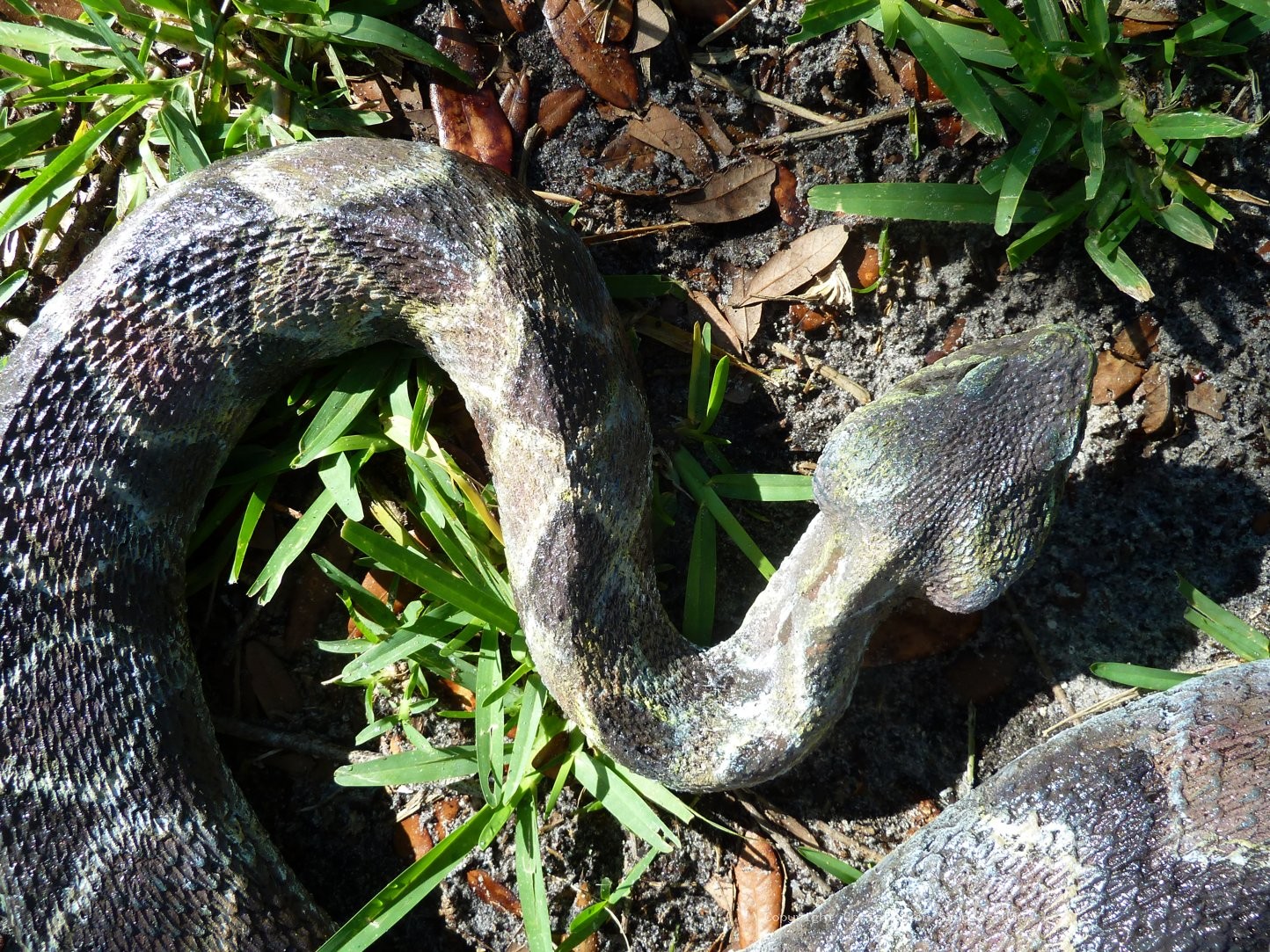 Timber Rattlesnake 757