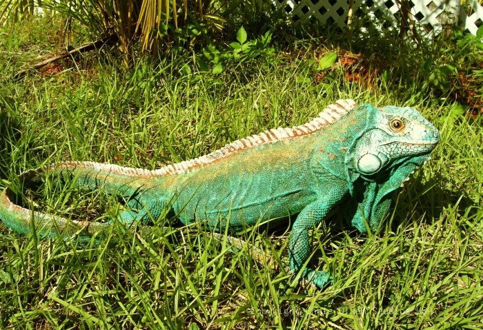 Iguana Lizzard 18x8