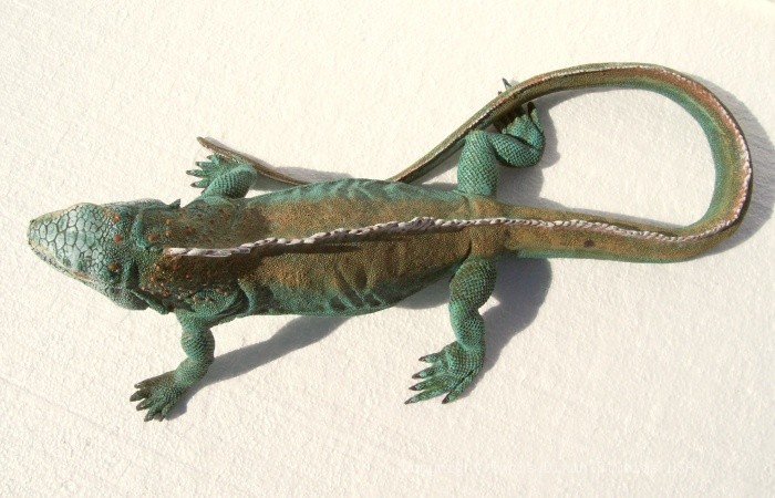 Iguana Lizzard 18x8 Top