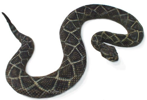 19 1 Diamondback Rattlesnake