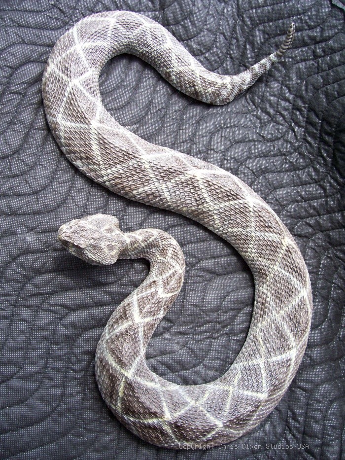 19 1 Diamondback Rattlesnake34