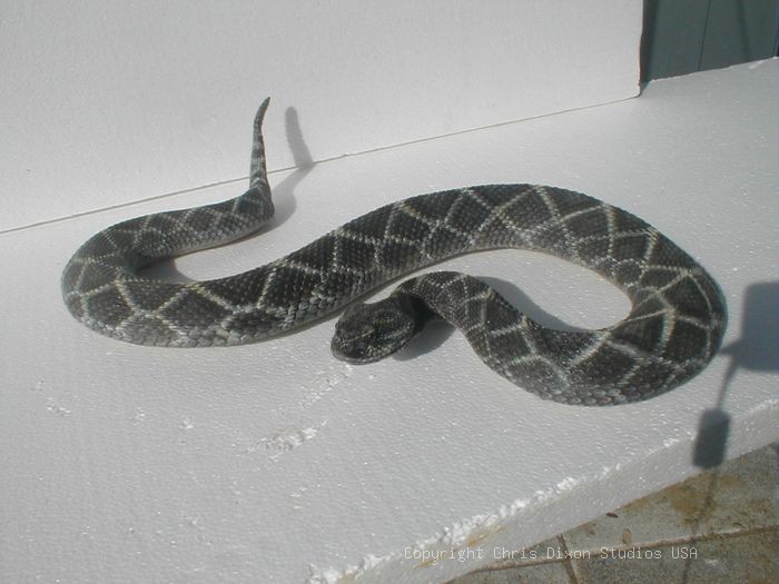 19 1 Diamondback Rattlesnake63