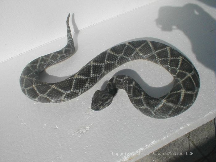 19 1 Diamondback Rattlesnake64