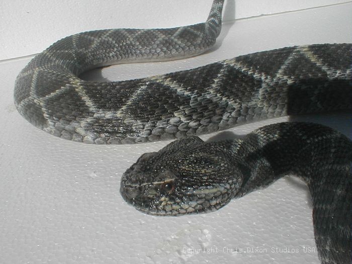 19 1 Diamondback Rattlesnake65