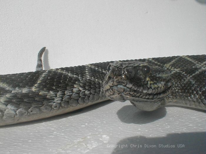 19 1 Diamondback Rattlesnake66