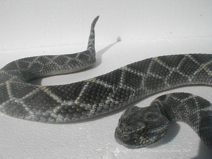 19 1 Diamondback Rattlesnake67