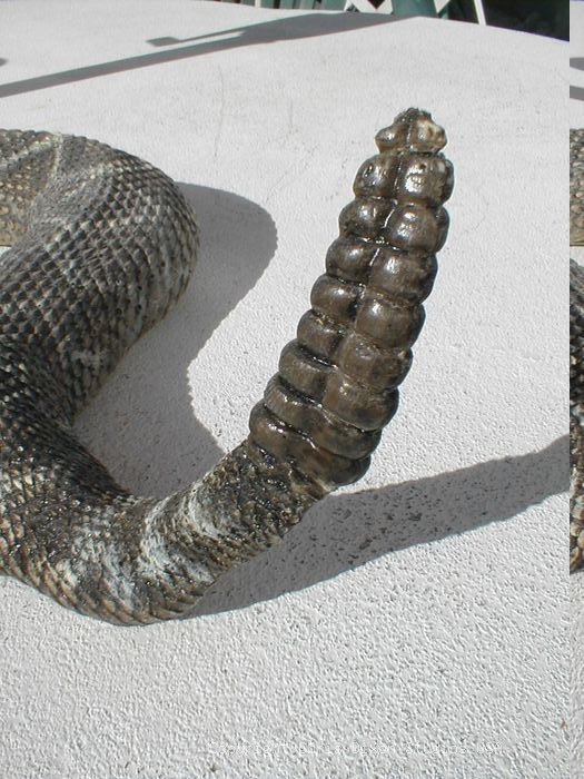 19 1 Diamondback Rattlesnake Rattletail