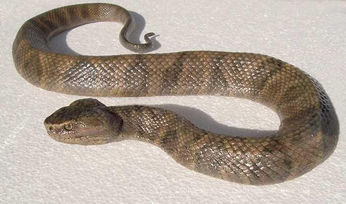 19 2 Moccasin Cottonmouth Snake