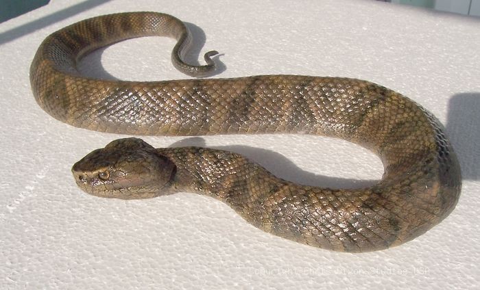 19 2 Moccasin Vipersnake