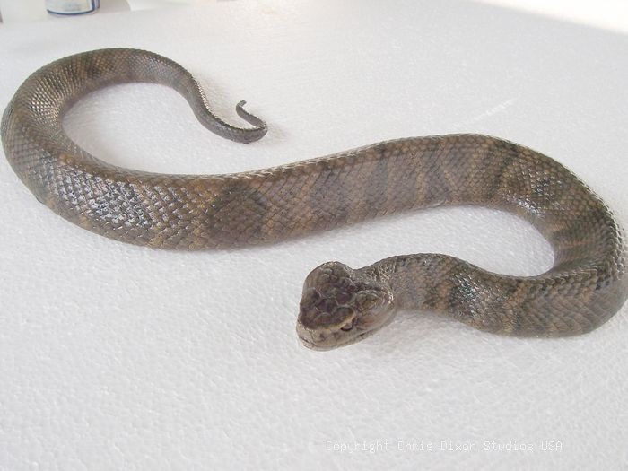 19 2 Moccasin Vipersnake12