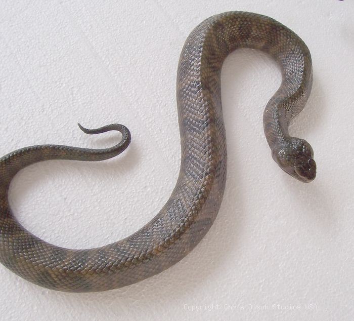 19 2 Moccasin Vipersnake15