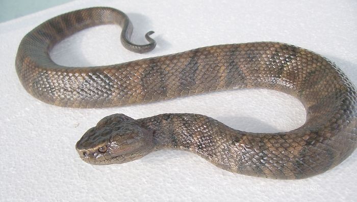 19 2 Moccasin Vipersnake44