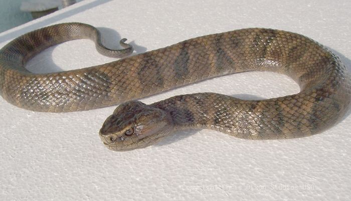 19 2 Moccasin Vipersnake7