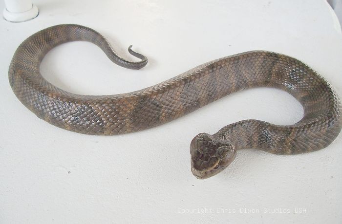 19 2 Moccasin Vipersnake Head