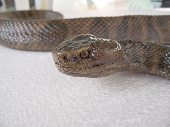 19 2 Moccasin Vipersnake Head3