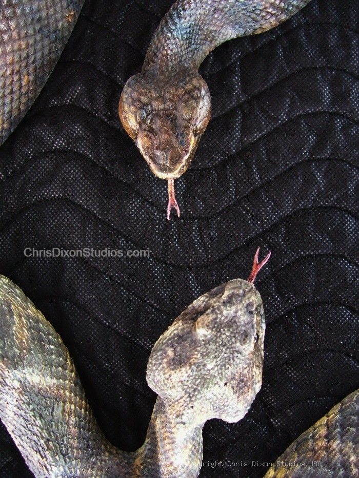 Rattlesnake Viper Tongues Top