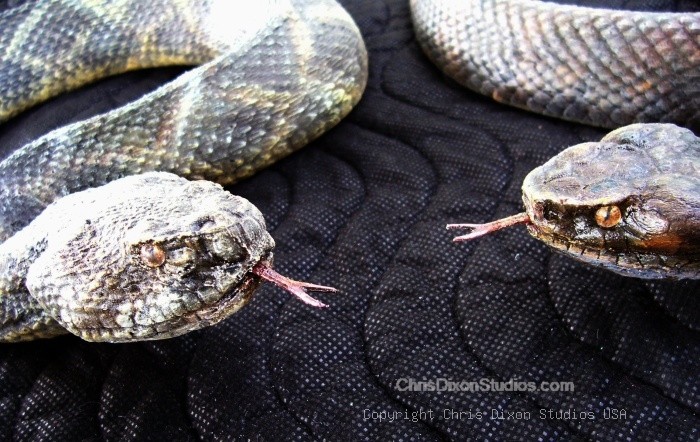 Rattlesnake Viper Tongues