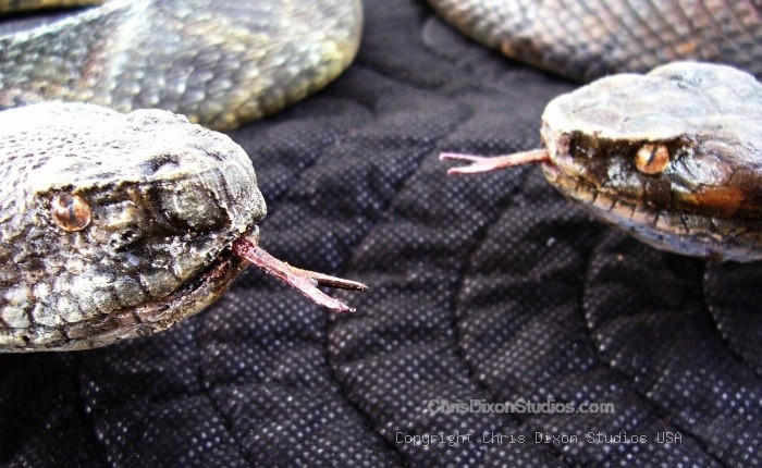 Rattlesnake Viper Tongues2