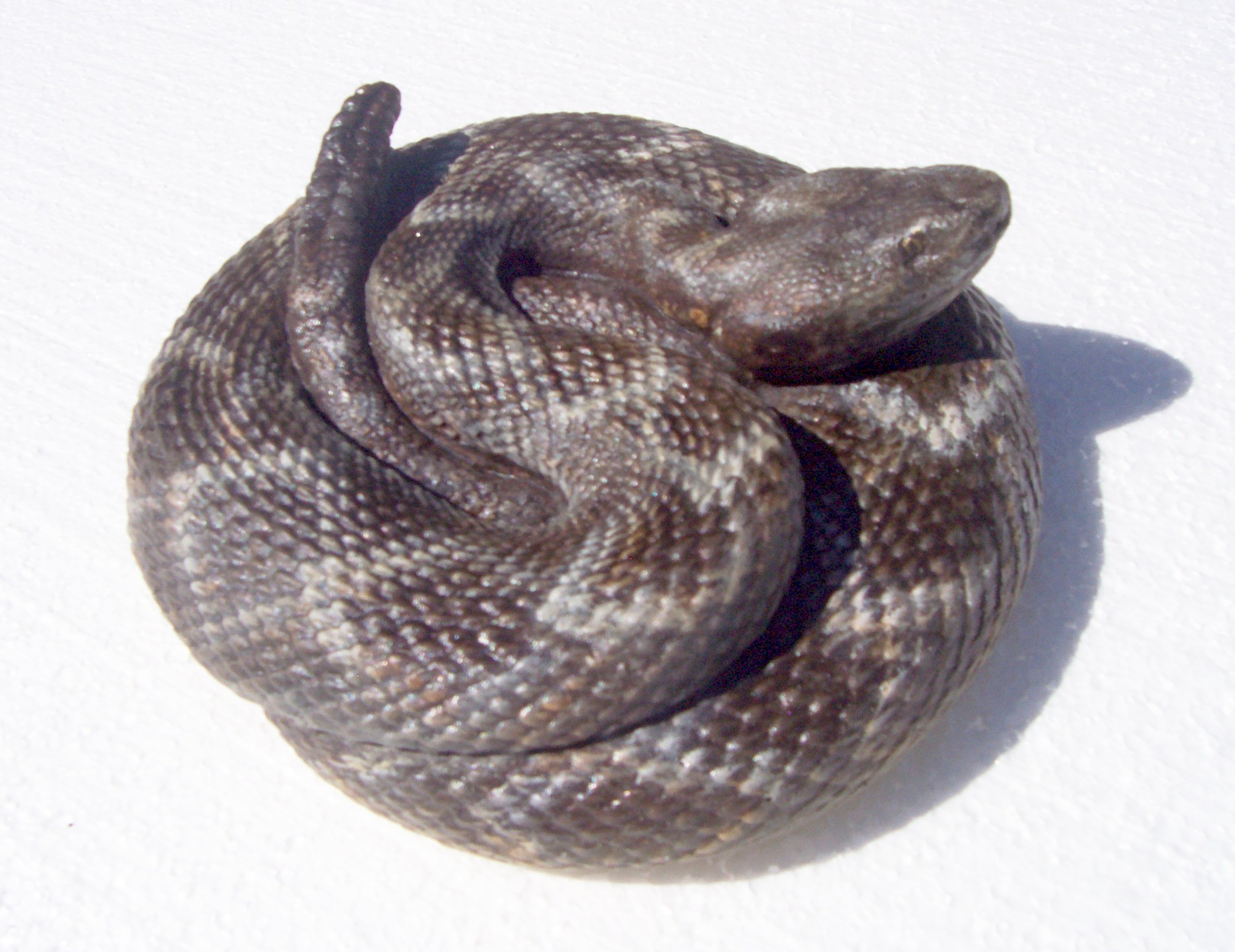 Coiled Rattlesnake 8