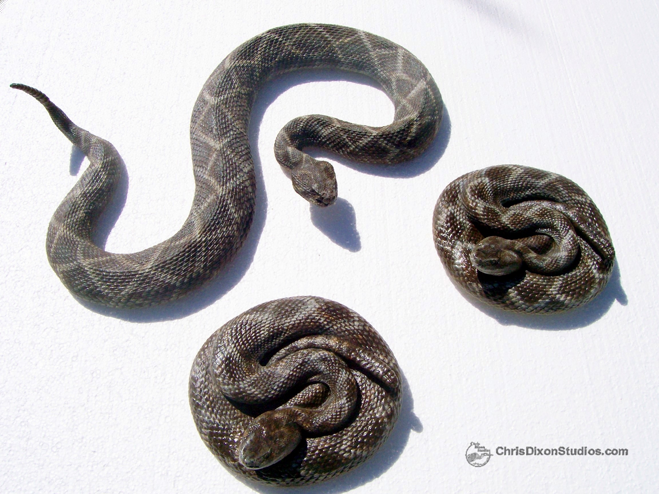 Rattlesnakes09