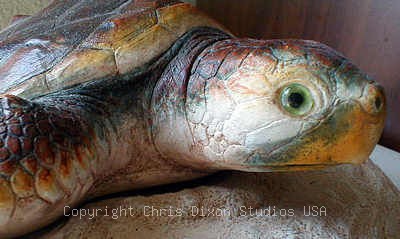 3 1 Loggerhead400239