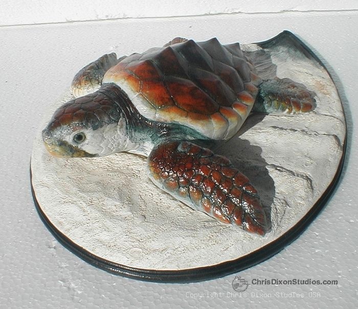 3 1 Loggerhead Sea Turtle