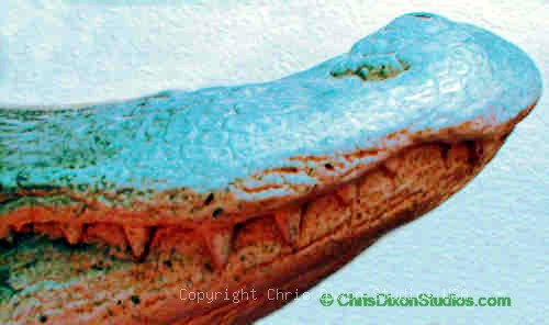 14 1 Alligatorsnooteeth500296dixon