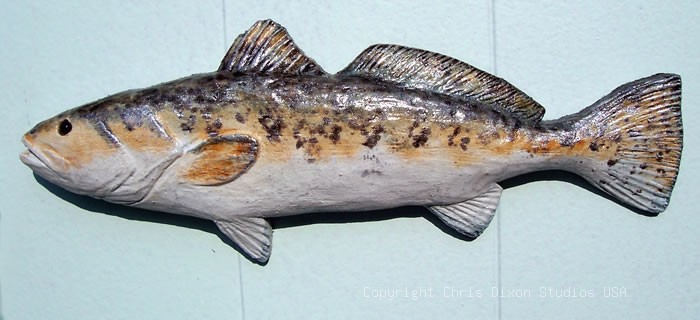 17 4 Seatrout Spotted