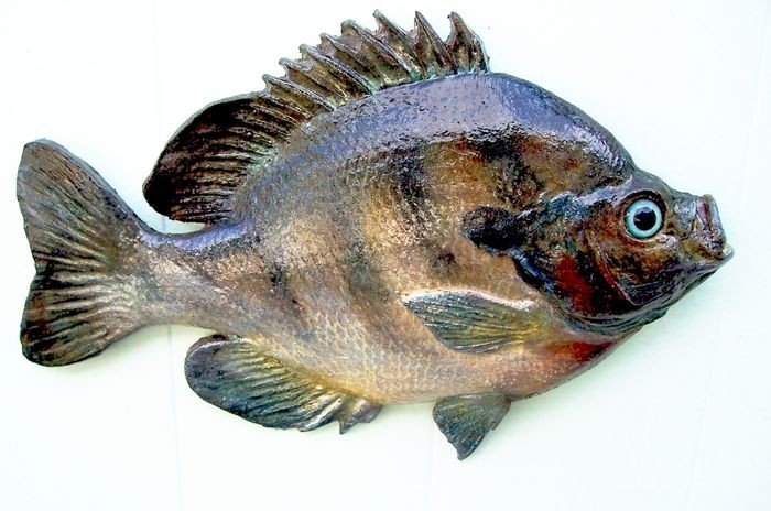 17 5 Bluegill Sunfish3