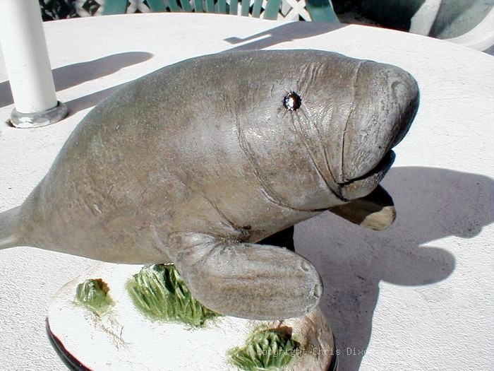 2 2 Manatee Baby24