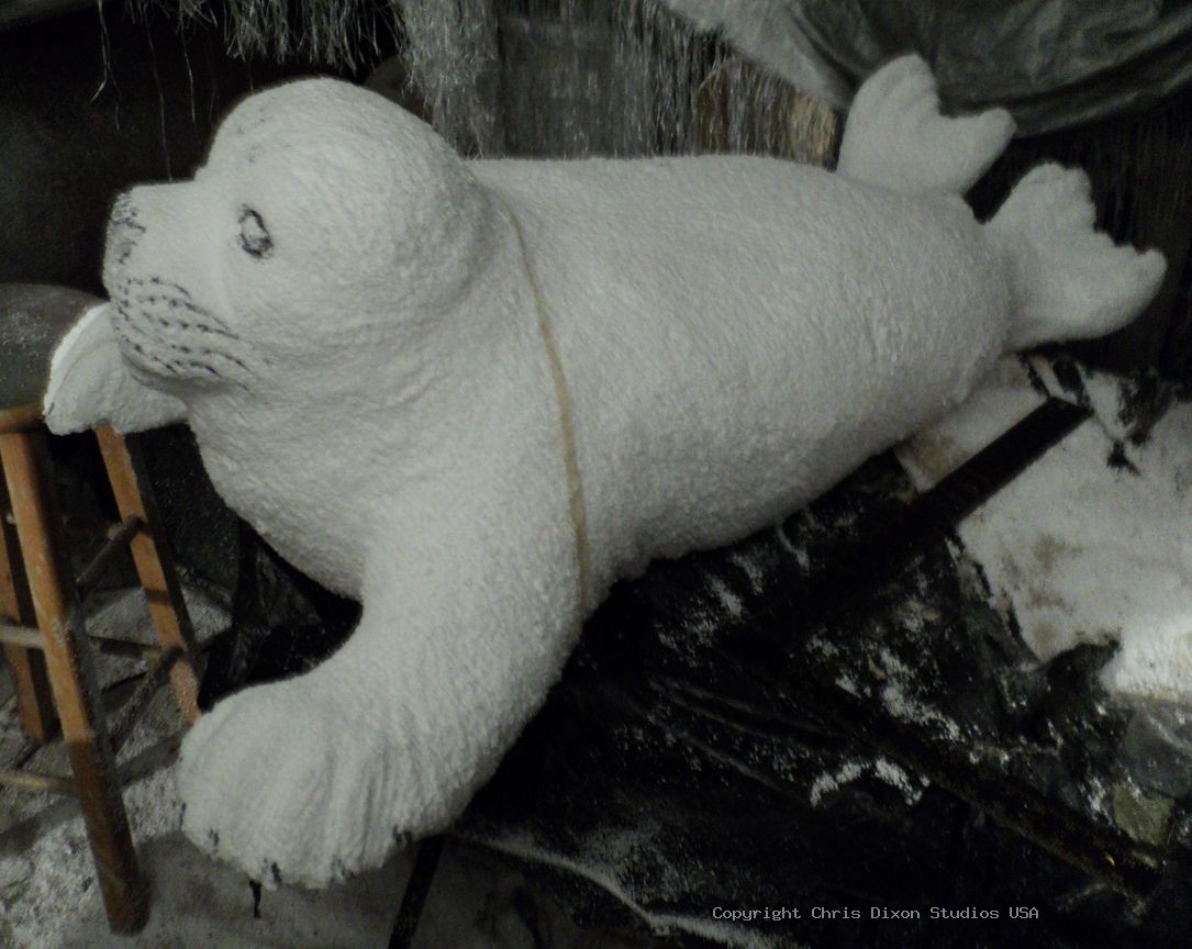 Harp Seal 24